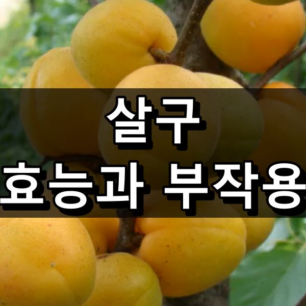살구 효능 부작용 대표 이미지