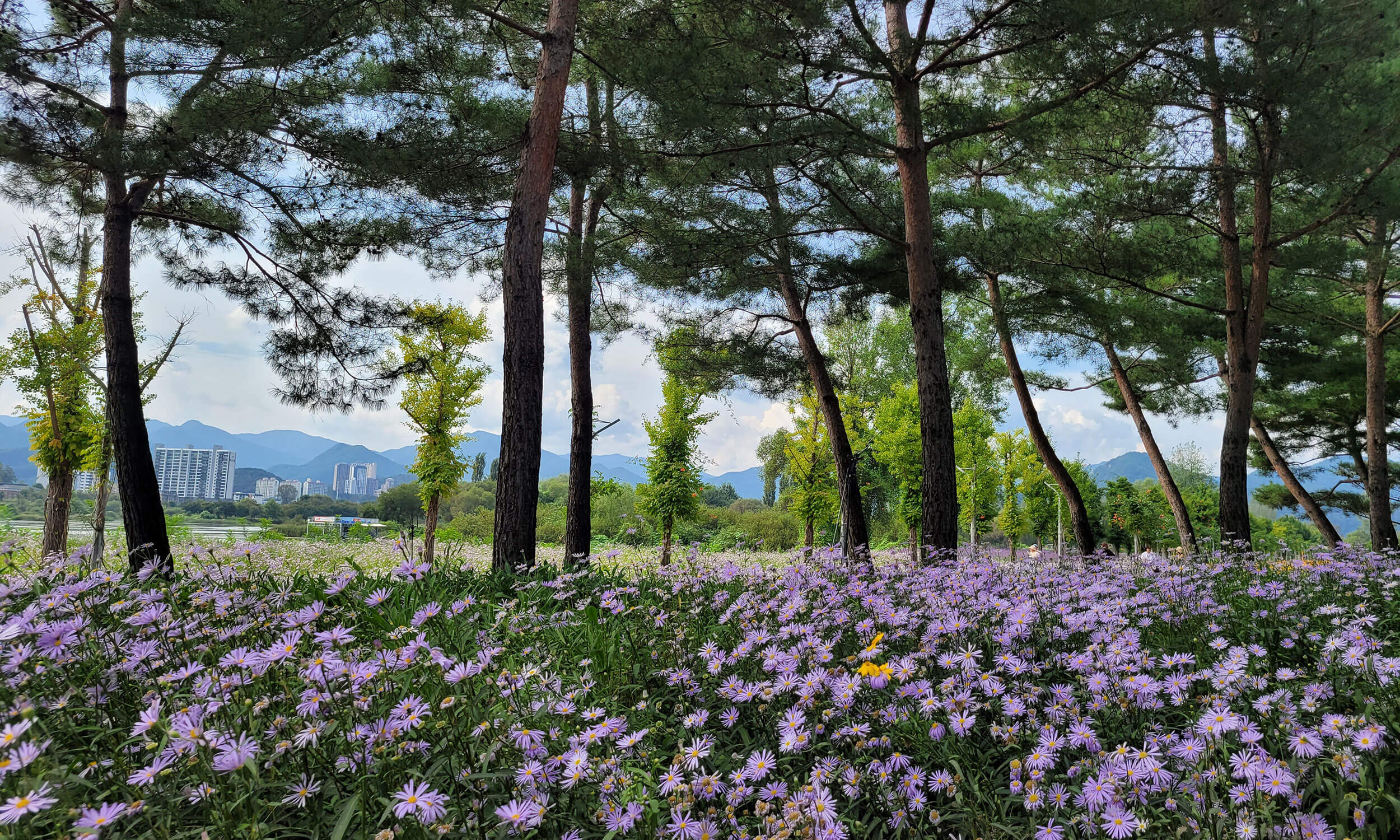 가평 자라섬 꽃축제 꽃 페스타