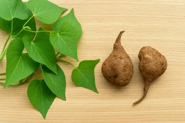 박주가리 하수오 구별법과 판별 기준7