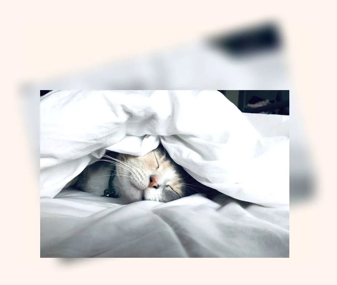 고양이 털 관리_2_subsection