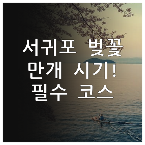 제주 서귀포 벚꽃 만개 시기 및 드라..