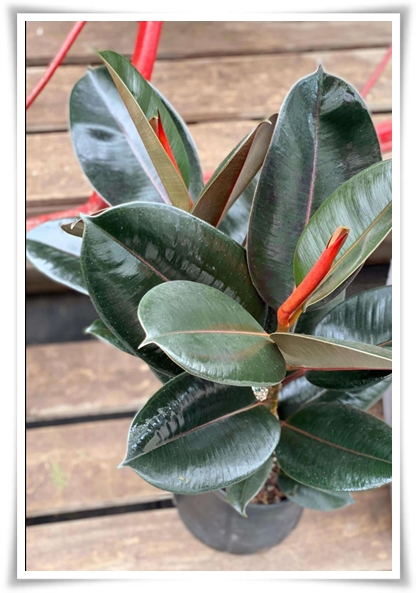 "고무나무 키우기" 실내 정원에 매력을 더하는 초록 친구!