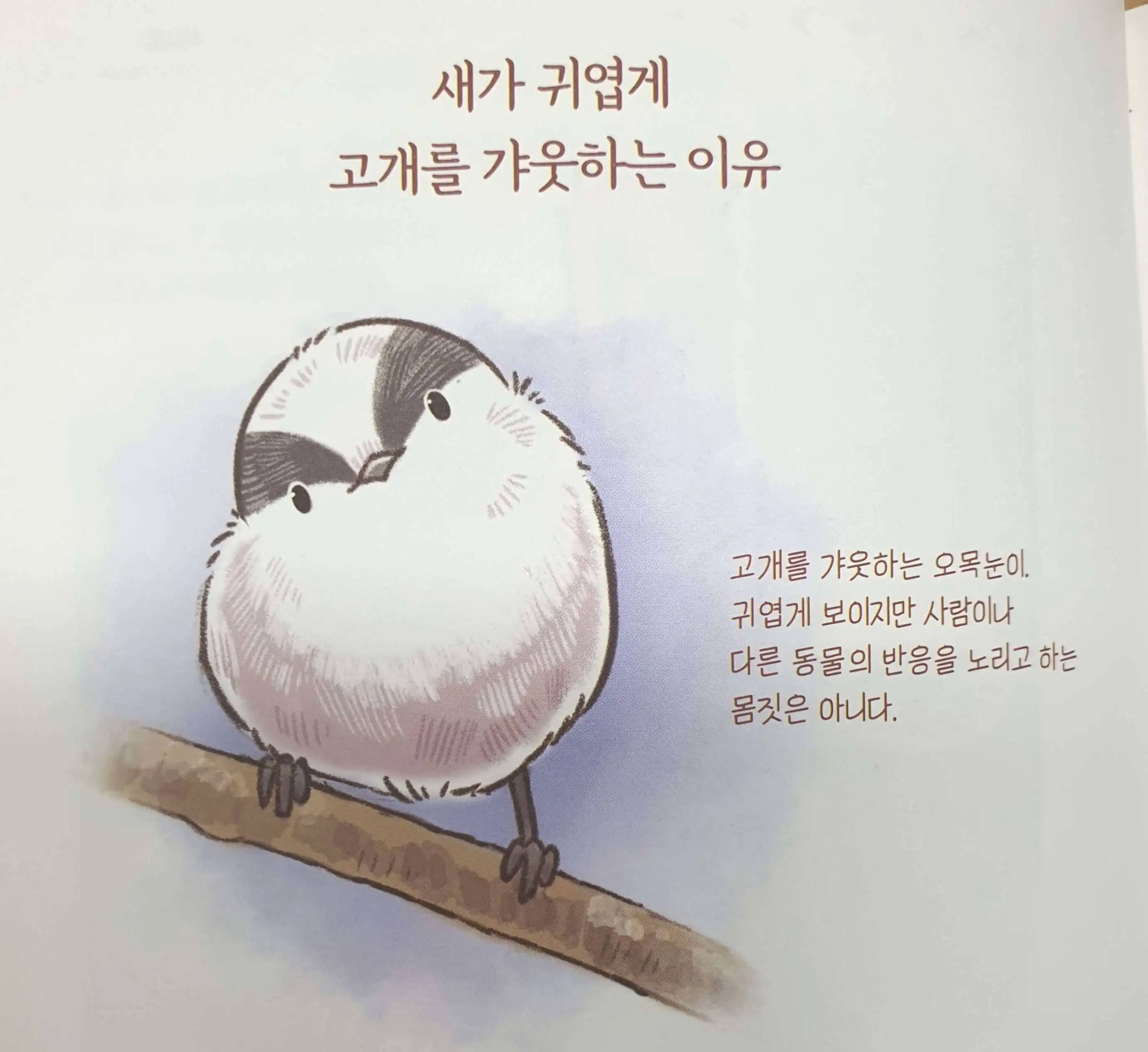 고개를-오른쪽으로-기울이고-서있는-작고-동그란-오목눈이-삽화