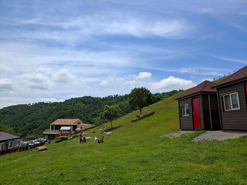 산양목장 체험