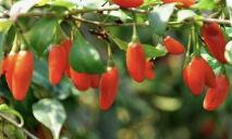 청양 구기자 사진