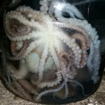 6월 낙지 금어기 정확한 시작일과 끝나는 날 지역별 상세 기준 정리_13