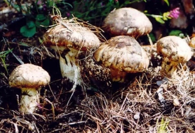 송이버섯 채취 체험