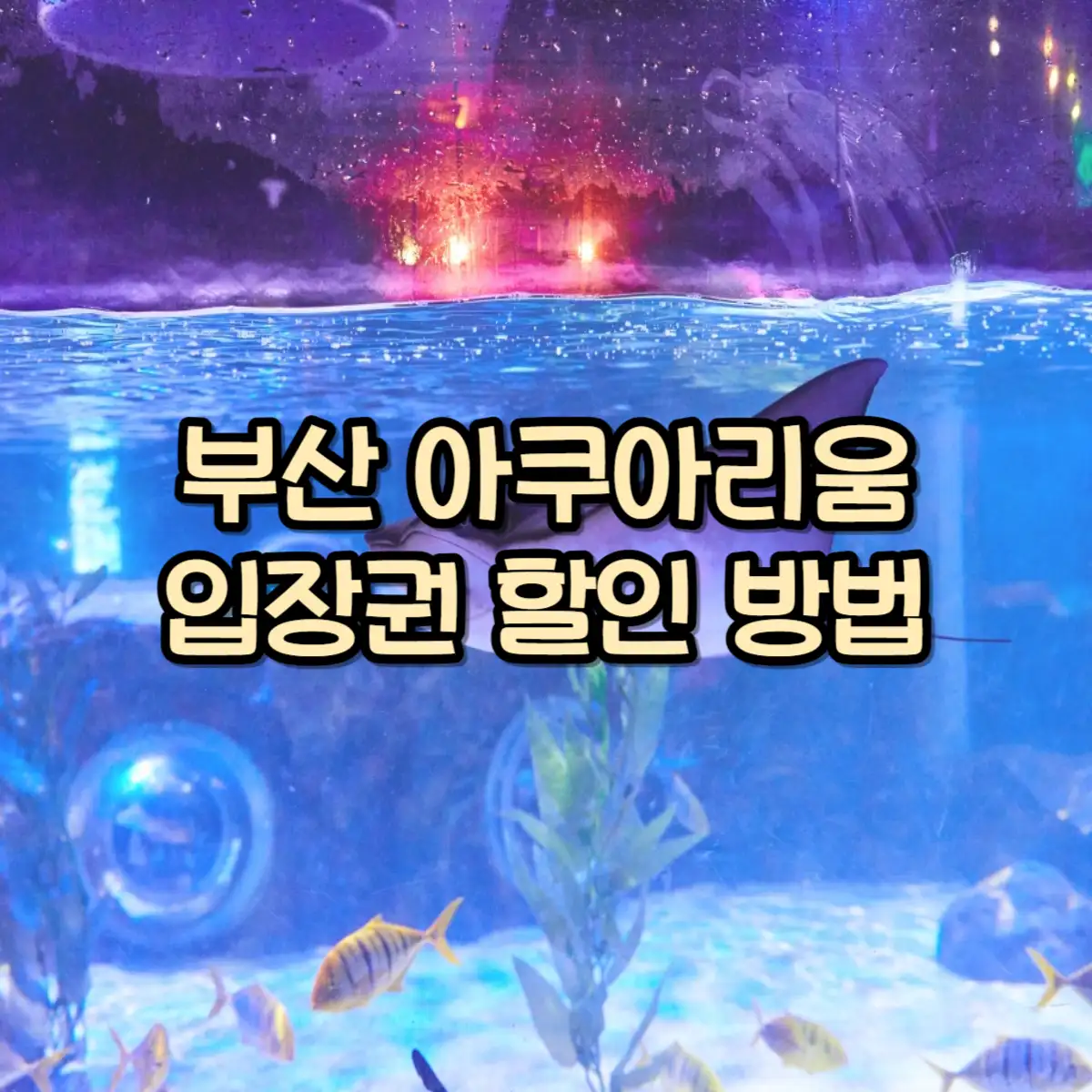 부산 아쿠아리움 입장권 할인 안내 대표 사진