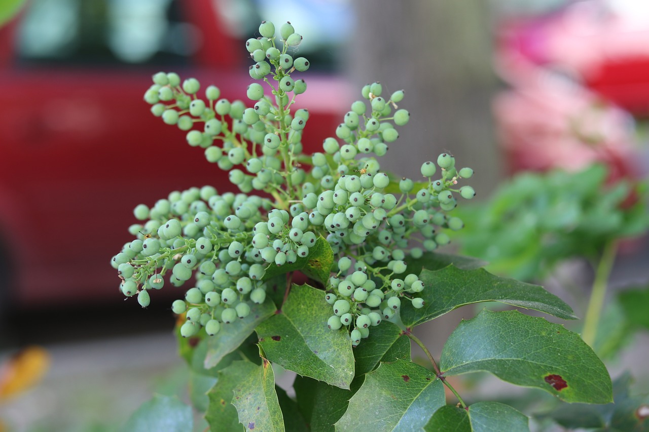 황칠나무의 주요 효능