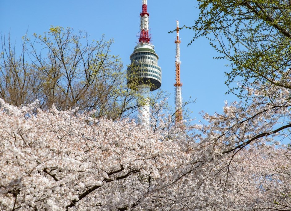 벚꽃