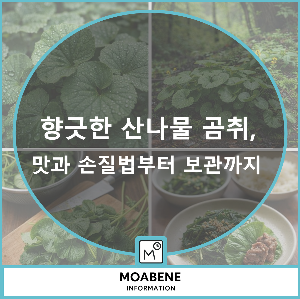 향긋한 산나물 곰취, 맛과 손질법부터 보관까지 한 번에 정리해 드립니다