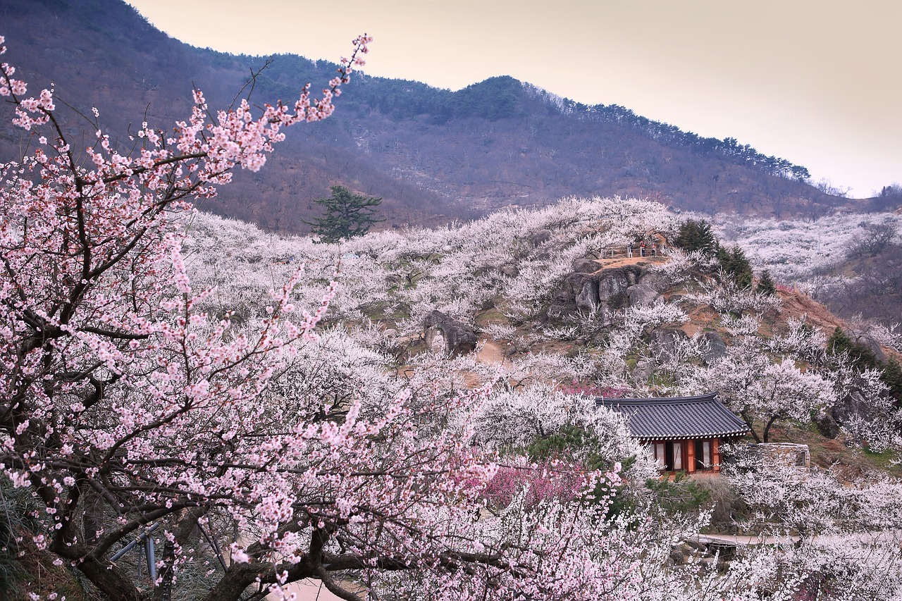 매화 마을 사진