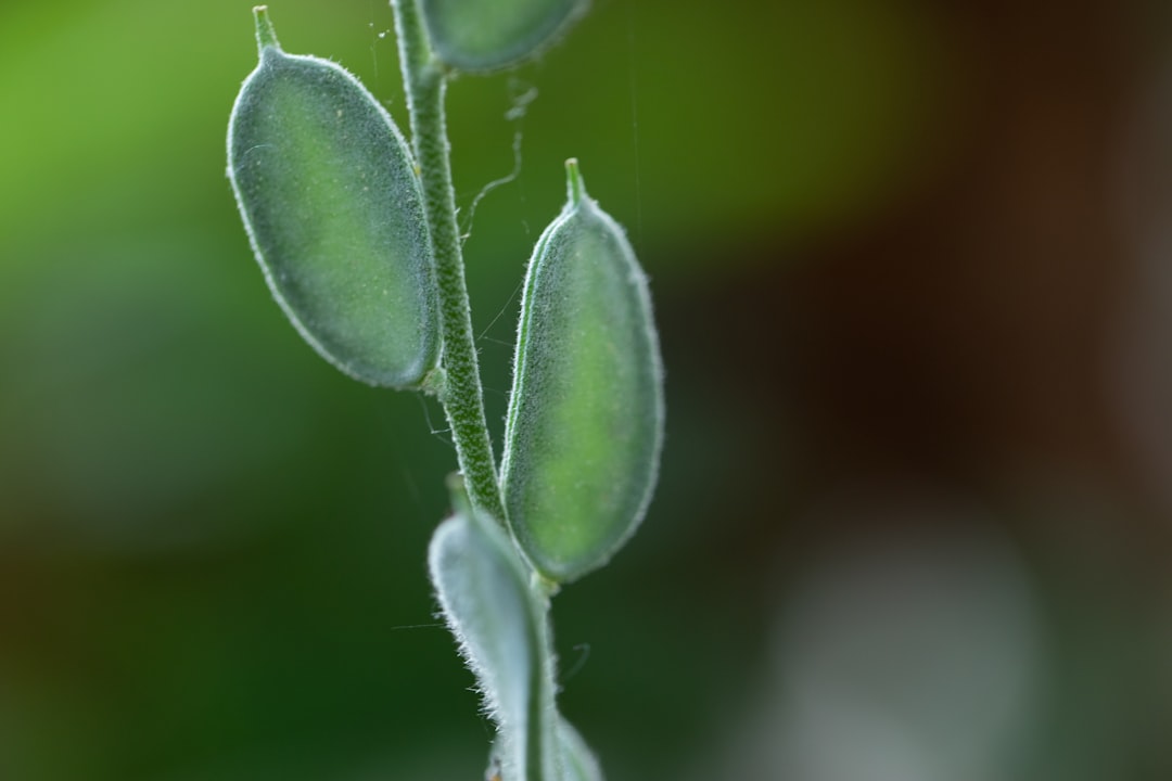 Growth hormone