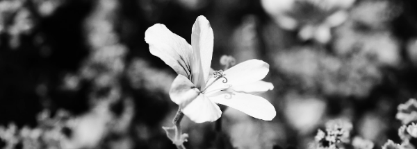 크리스펌 (레몬향 제라늄)