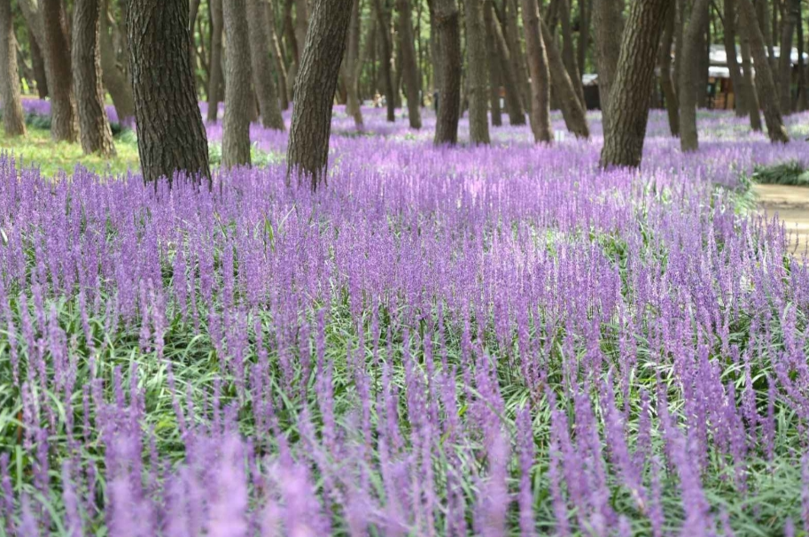 장항 맥문동 꽃 축제