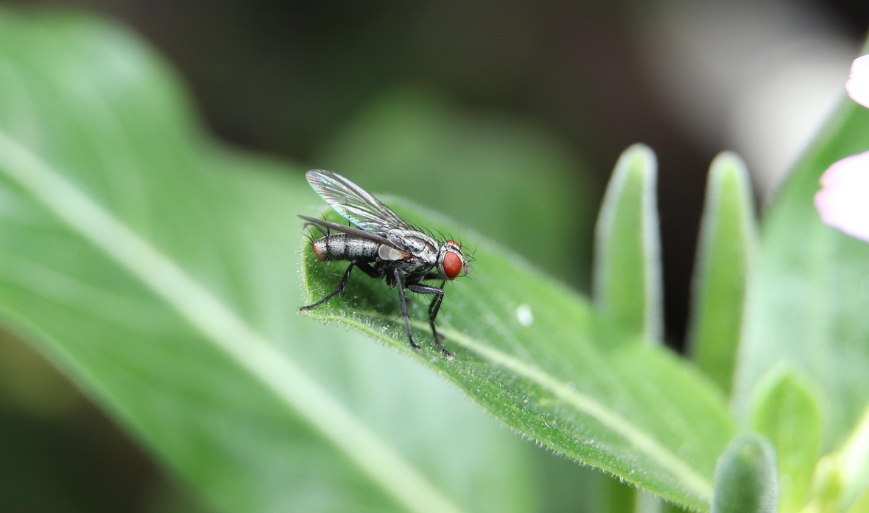 🐛 정원 해충 예방 & 퇴치 방법 총정리 🌿