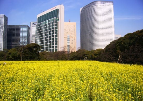 노란색 유채꽃들이 만발해 있고 멀리 빌딩들이 보인다.