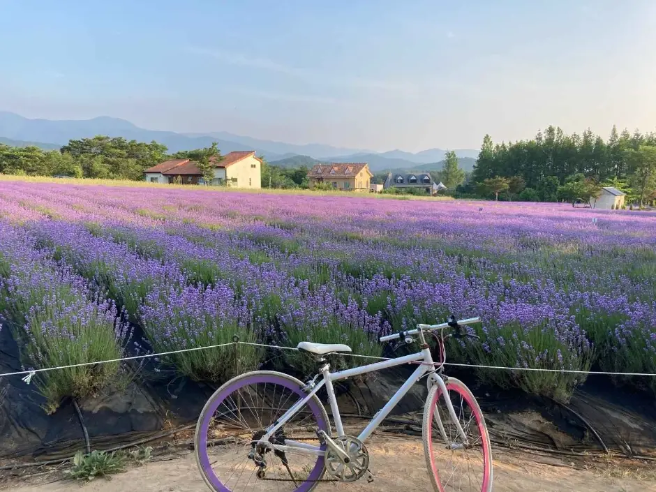하늬팜 라벤더축제