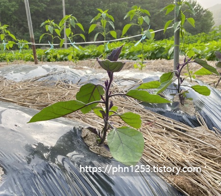 Alt 속성 문제 해결 설명 이미지