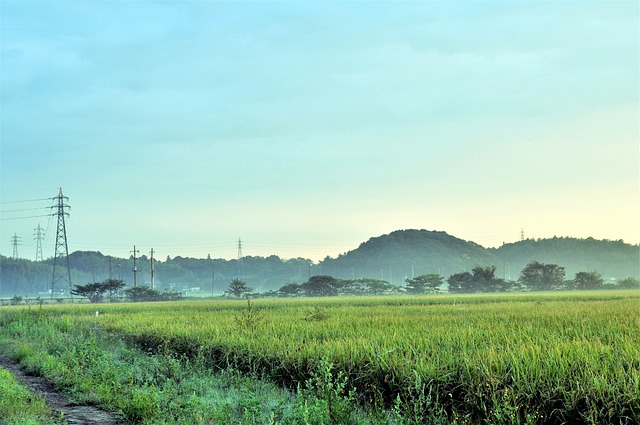 벼농사를 지어놓은 논의 모습