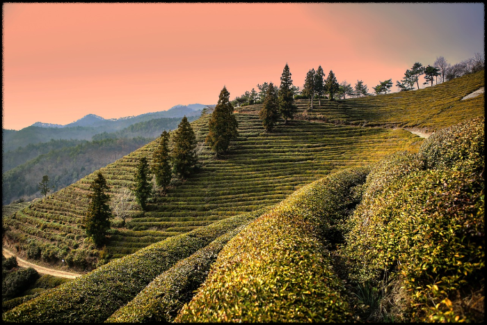 아이들과 함께하는 보성 녹차 체험 여행 (녹차아이스크림,농장체험,기차여행)