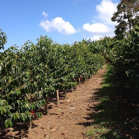 하와이의 특별한 추억, 세계3대 커피중 하나인 '코나' 커피 소개와 구입방법