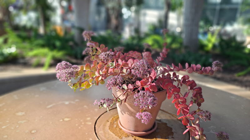 제주여행_여미지식물원