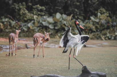 공영 동물원의 대표 프로그램과 교육 콘텐츠 소개