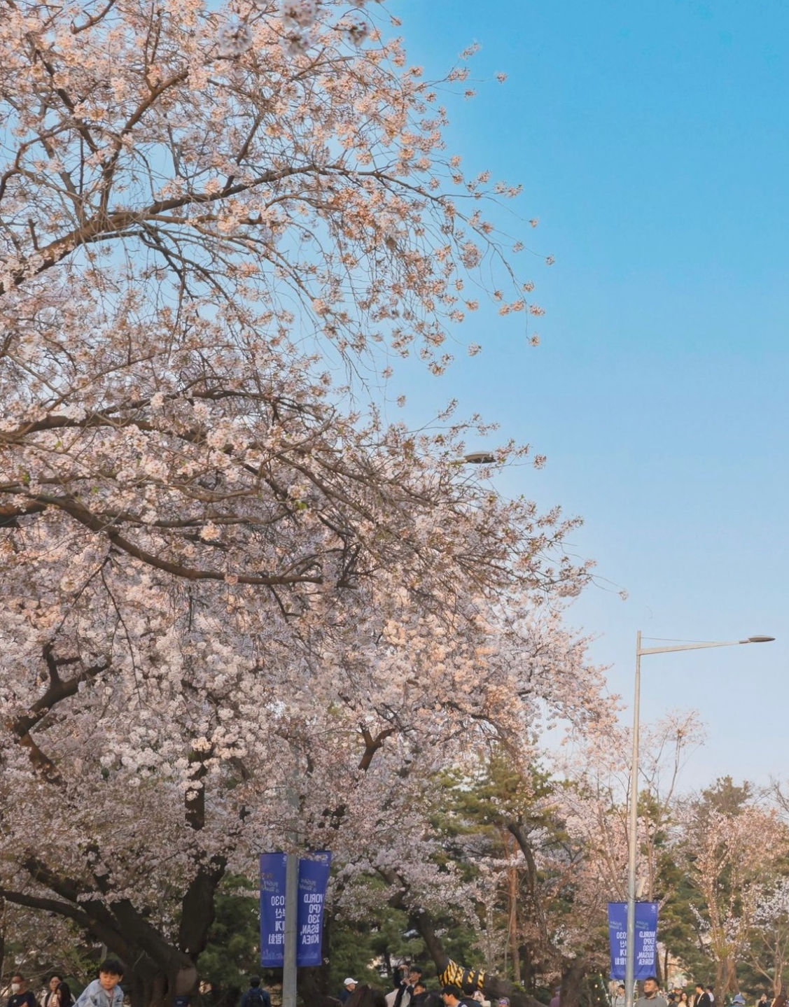 여의도 벚꽃축제