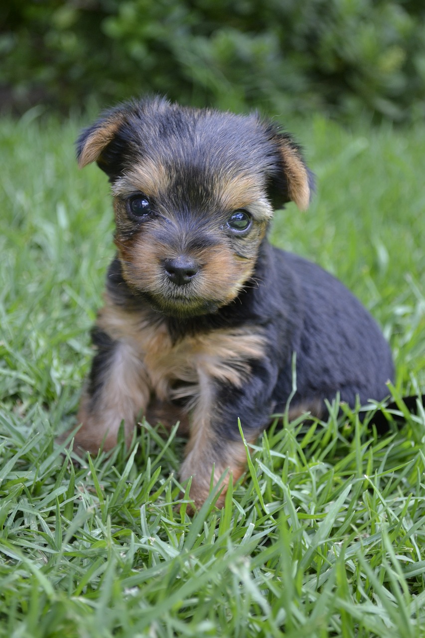 오스트레일리안 테리어(Australian Terrier)2