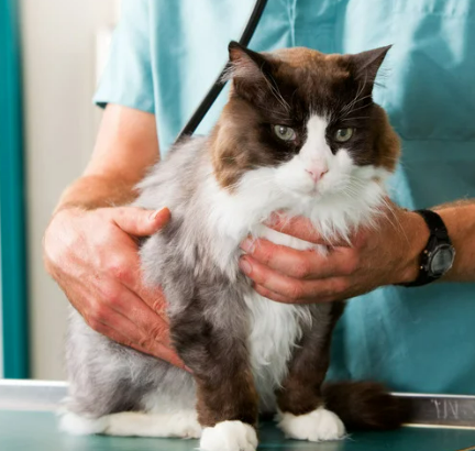 고양이 링웜 증상&amp;#44; 원인&amp;#44; 치료&amp;#44; 예방 총정리 원형탈모 무슨일?