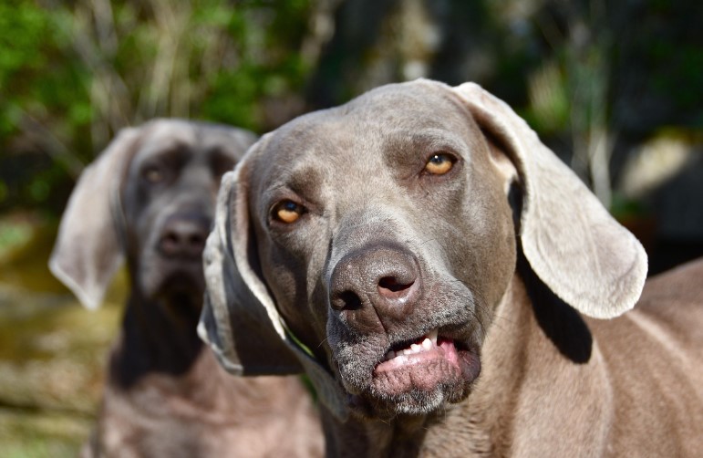 와이마라너 사진