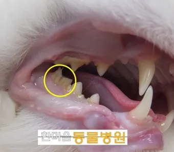 고양이치주염 증상 진단 치료 및 예방법_16