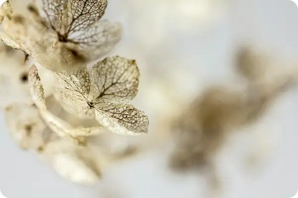 장생포 수국축제