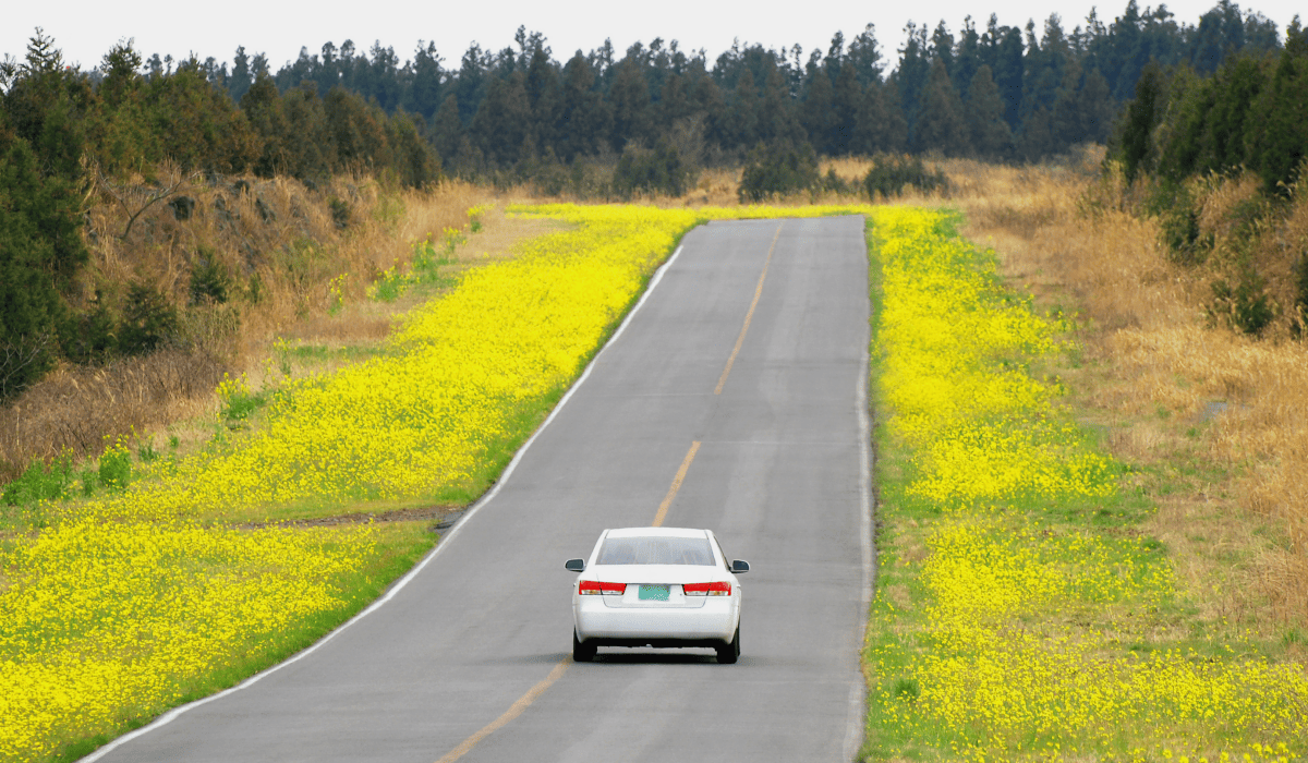 제주_렌트카_비교사이트_2