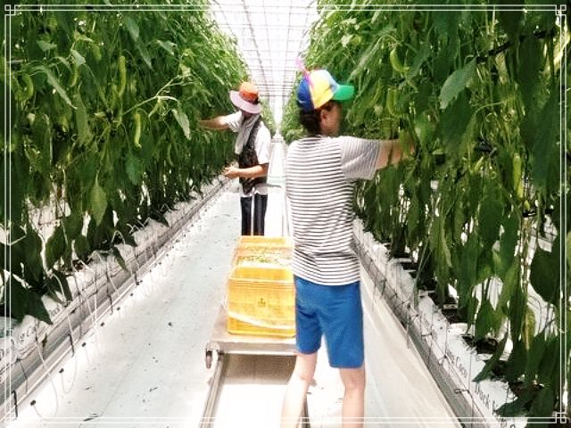 휴먼다큐 사노라면 592회 혈당 조절, 당뇨 잡는 모악산 당조고추 전국 온라인 택배 주문, 열혈 고추 엄마의 딸 부부 길들이기 사연 방송 정보 다시보기