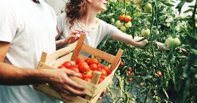 토마토-따는모습