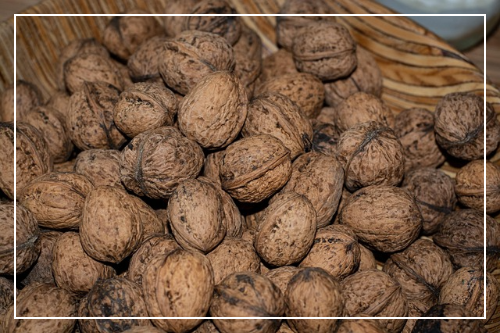 알티지 오메가3 효능 정리 