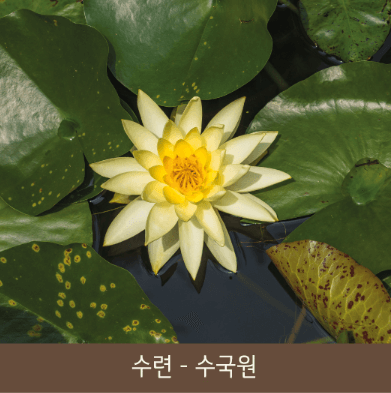 화담숲 수련꽃
