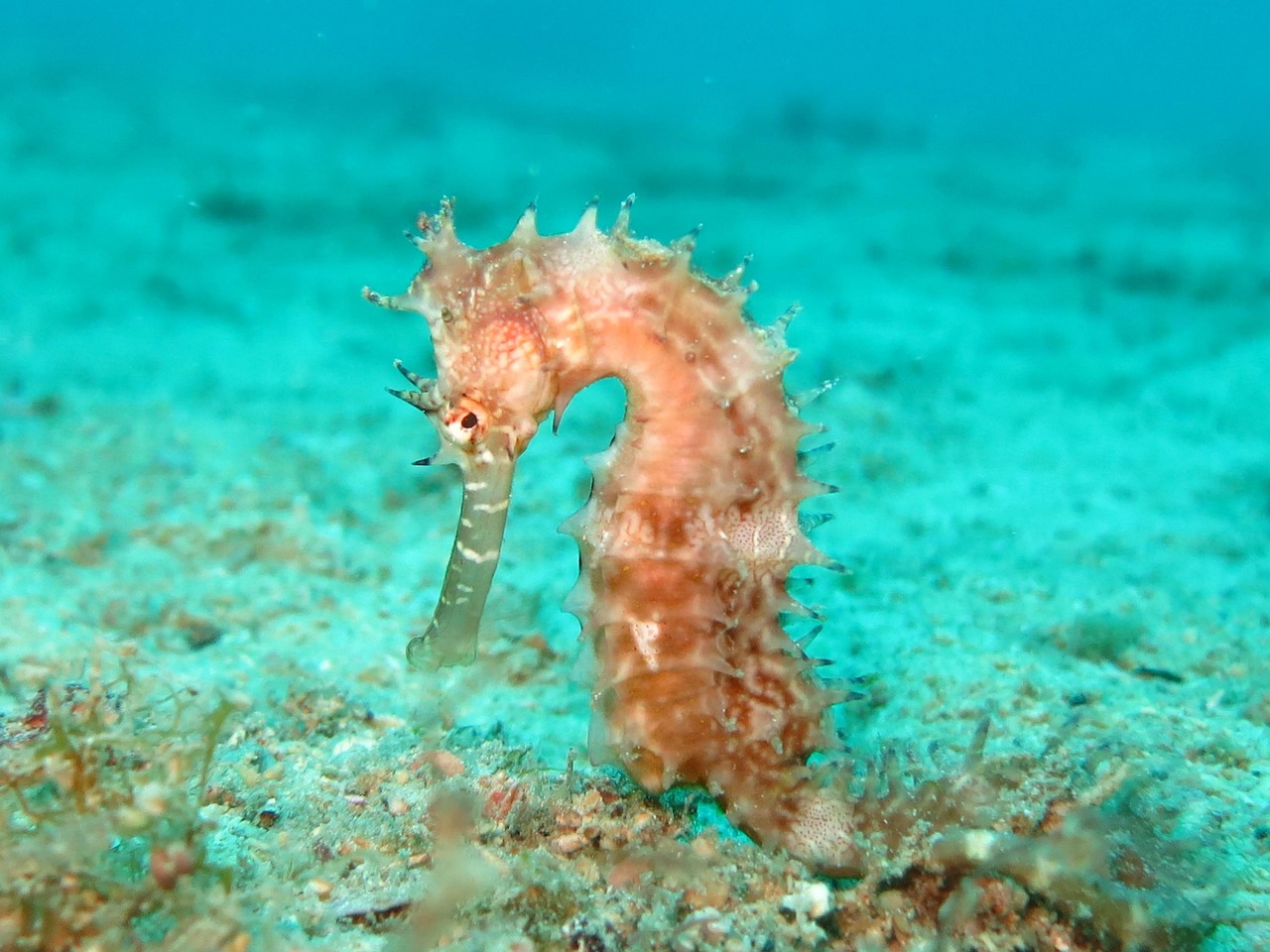 해마 seahorse