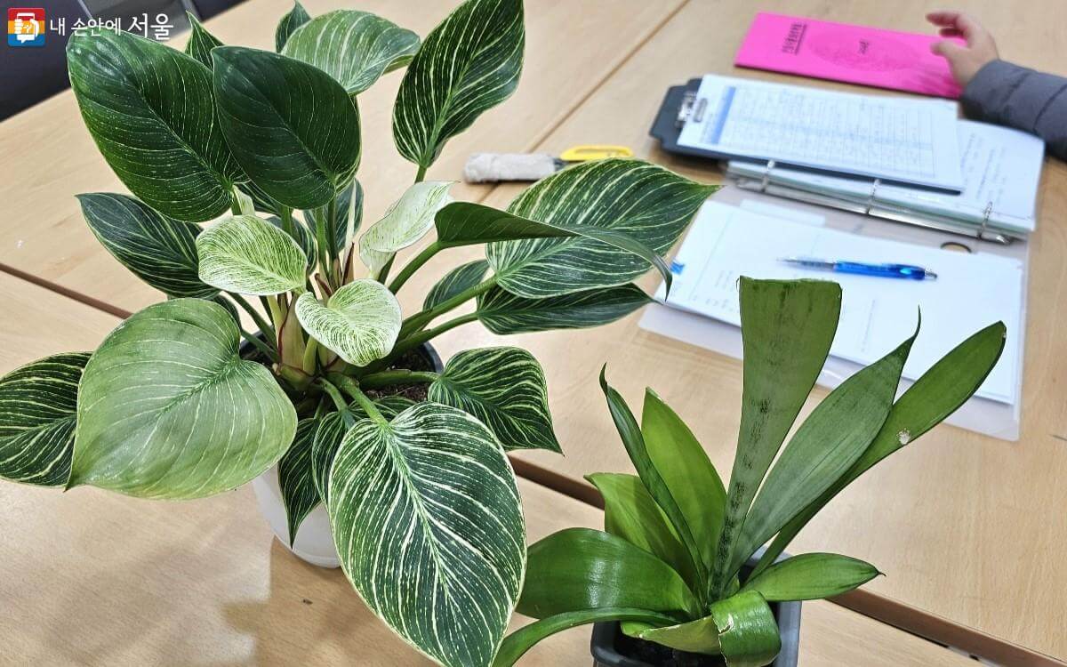 서울시 반려식물 클리닉 신청방법 예약