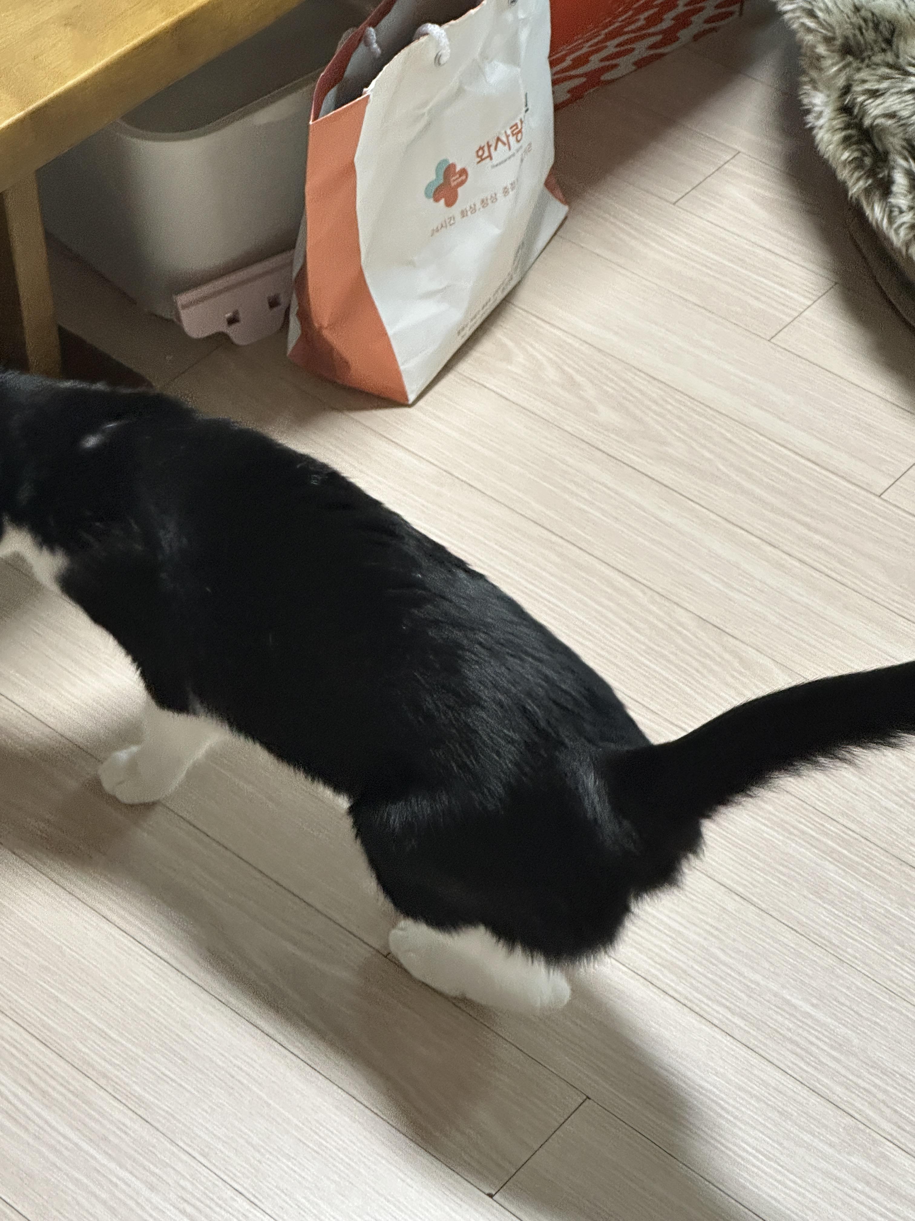 카메라만_켜면_딴짓하는_고양이_두리