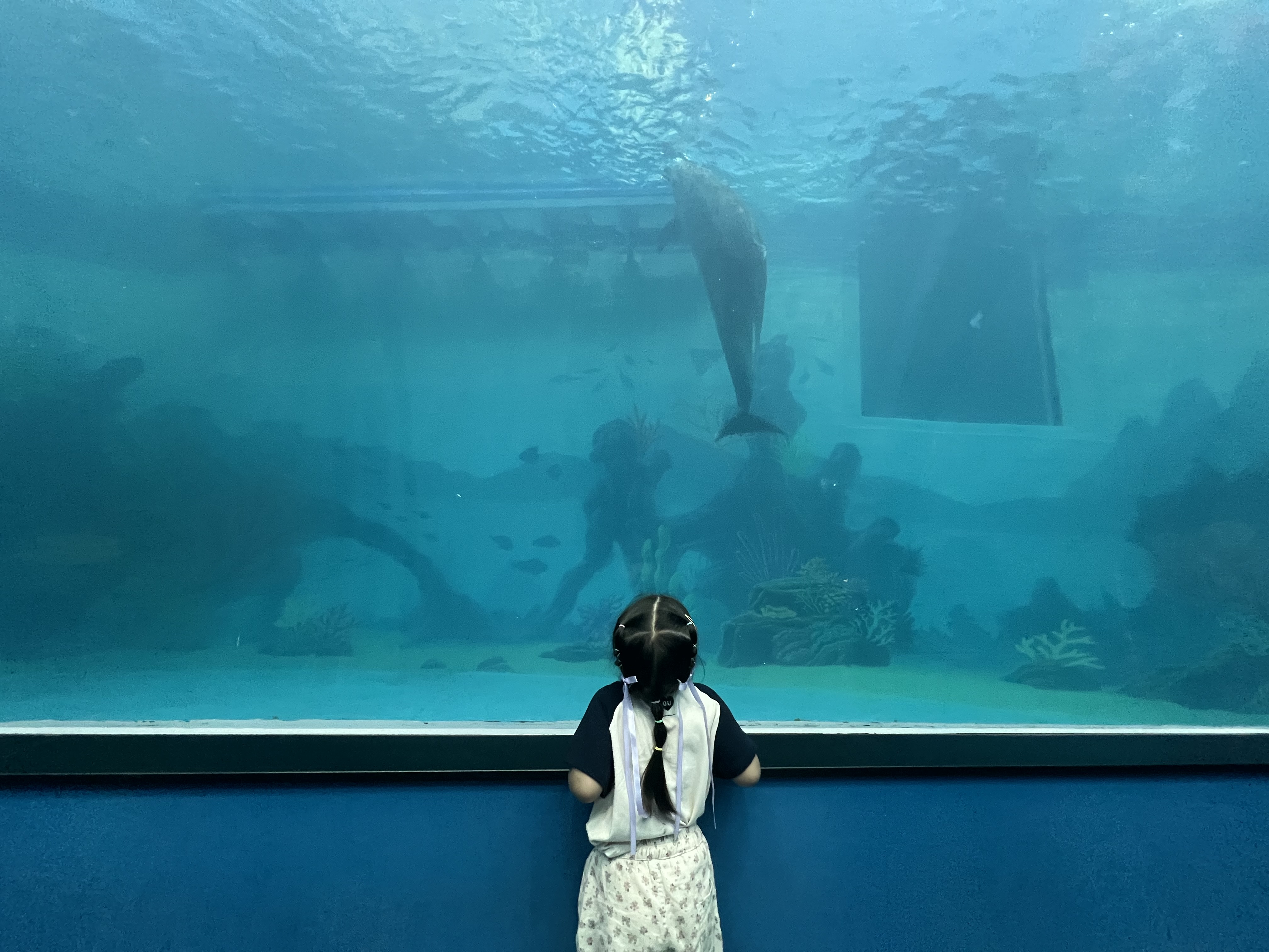 돌고래관람하는 아이