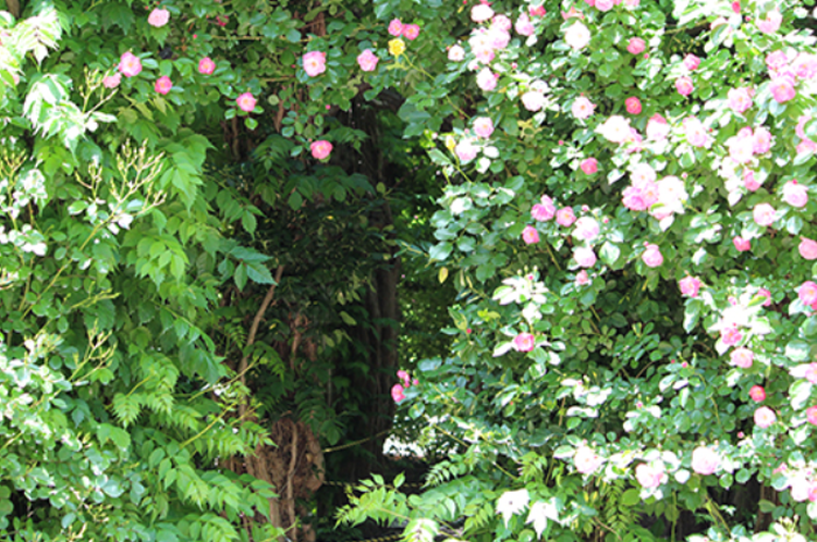 세종 베어트리파크 수목원