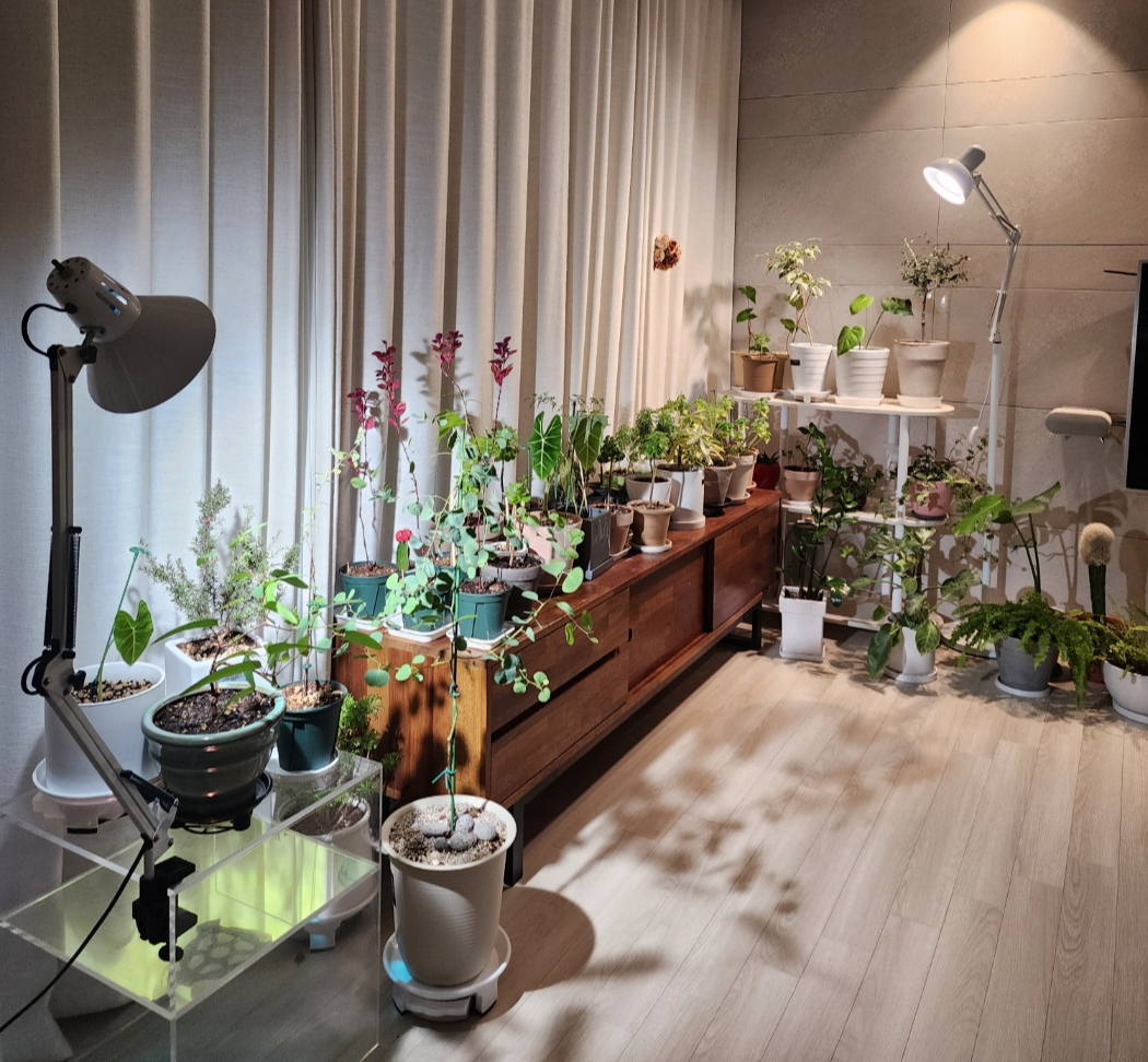 우리집 거실에설치한 식물등