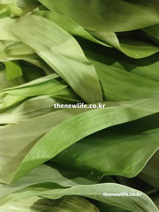 명이나물 효능 부작용 칼륨