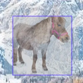 브뤼셀스프라우트 재배 육묘 포인트 추대 방지 수확 팁_8