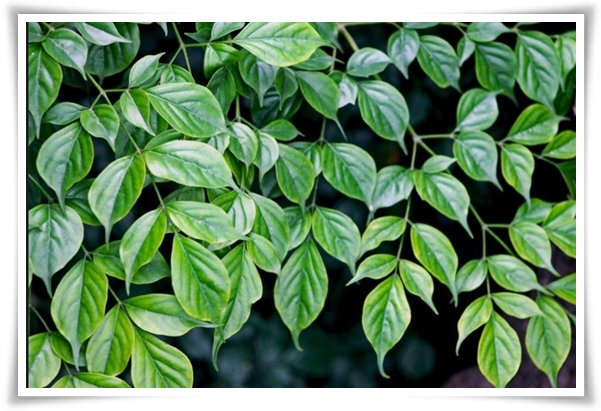 "녹보수 키우기" 집안에 행복과 행운을 불러오는 녹색의 보석 화초!