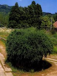 [정원수목]모기&middot;해충 줄이는 정원수 추천 10가지