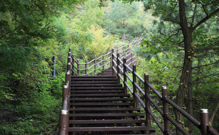 동해 무릉건강숲